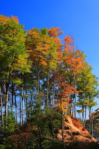 纽卡斯尔主场负阿森纳，保级前景渺茫