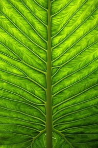 金牌花落谁家开拓胜利光芒绽放